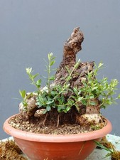 Bonsai Olivastro 30x26cm In