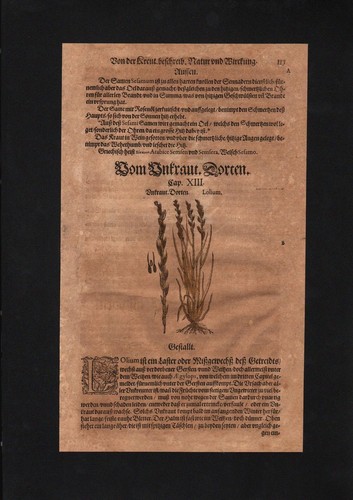 1580 erba prato tedesca - -,