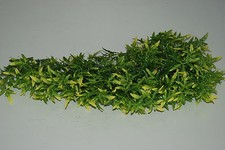 Terrario Grande Realistica