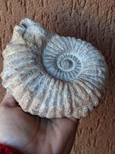 Fossili * GRANDE AMMONITE