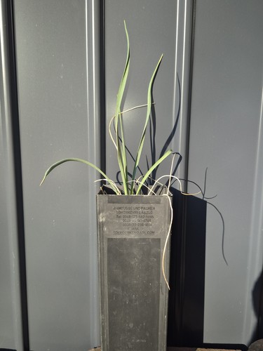 Yucca linearifolia elata - elata,