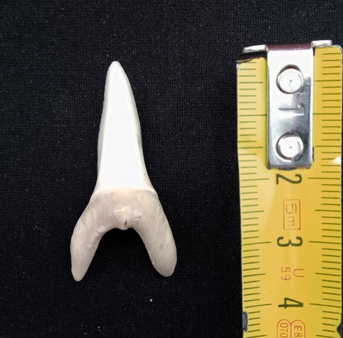Dente squalo mako - squalo,