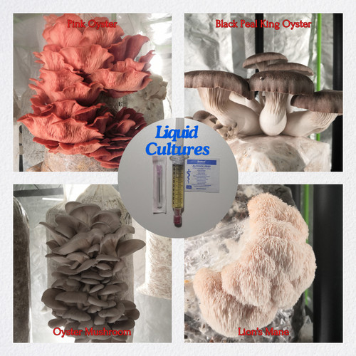 Colture funghi - colture,
