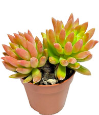 Sedeveria harry butterfly 5 - sedeveria, 5.5