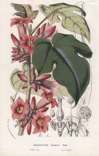 Brachychiton bidwillii - brachychiton,
