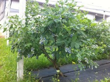 Mirtillo gigante americano