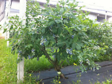 Mirtillo gigante americano frutti di bosco pianta già fruttifera in vaso