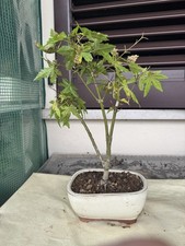 Bonsai Acero Palmato Orange Dream