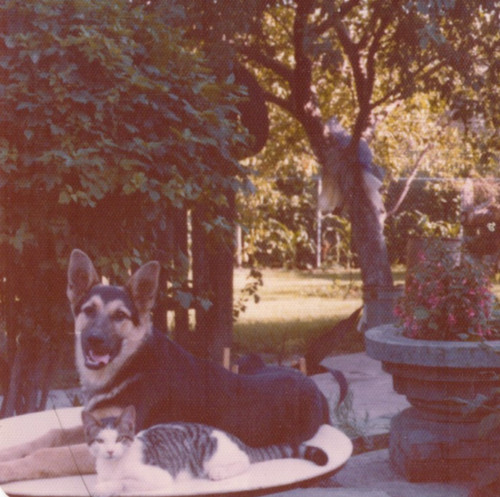 Vintage color photo - photo, german