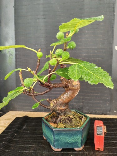 Bonsai fico 35 - di,