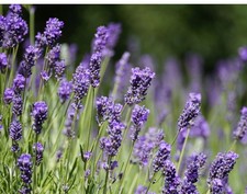 Pianta di lavanda nana in vaso