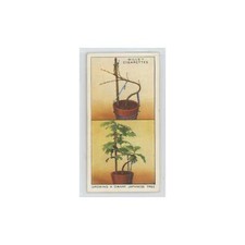 1938 will cigarettes - will's, garden