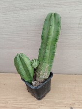 9812 ECHINOCEREUS Morricalii 