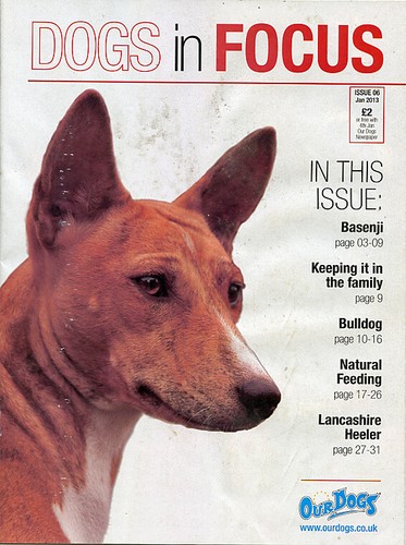 Basenji dog cover 7 page - basenji,
