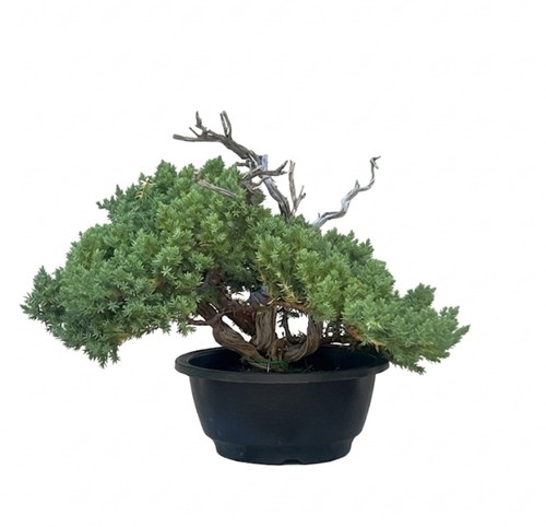 Juniper bonsai shohin 5cm - bonsai,