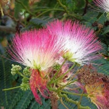 Albizia julibrissin - A. di