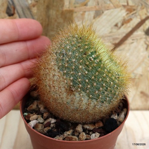 Notocactus vaso 5 - sp., 8,5