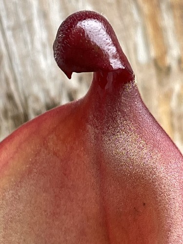Heliamphora folliculata - , x