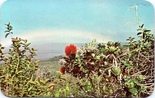 Cartolina hawaii ohi a - hawaii,