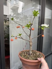 Melo Con Frutti - Bonsai