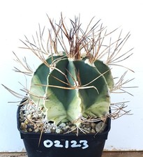 Astrophytum niveum variegata