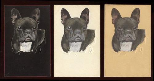 French bulldog frenchi - french,