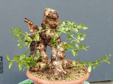 Bonsai Olivastro 40x30 cm