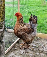 Uova Feconde Brahma Oro