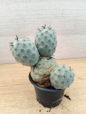 9879. TEPHROCACTUS Geometricus