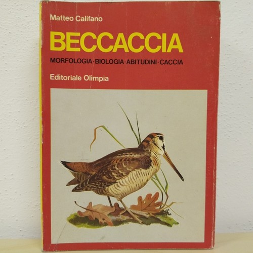 Beccaccia matteo califano - beccaccia,