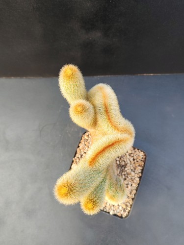 Cleistocactus parapetiensis - , f