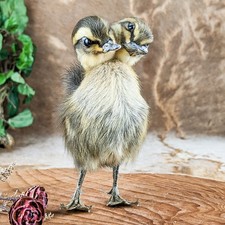 Two 2 Headed Duck Duckling