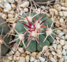 Echinocactus horizonthalonius