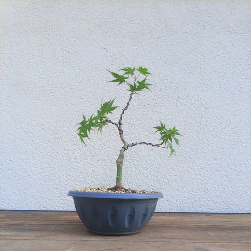 Acero palmato sango - acero, kaku