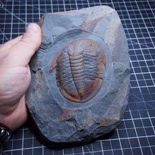 90 mm Trilobite Asaphellus