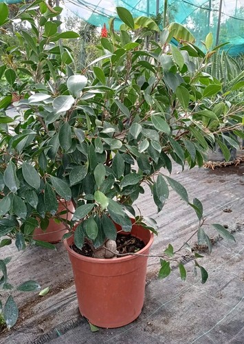 Pianta ficus ginseng in - ficus,