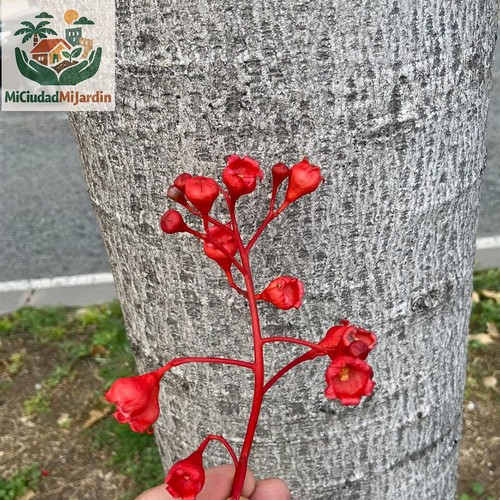 Brachychiton acerifolius - , 5
