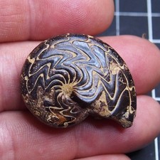 38 mm Goniatite Ematite
