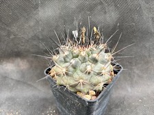 Copiapoa maritima il - -,