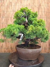 Bonsai ginepro 48cm - ginepro,