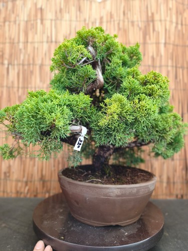 Bonsai ginepro 48cm - di,