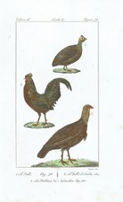 GALLO GALLINA Cock - Incisione