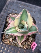 Raresucculent plant agave - raresucculent,