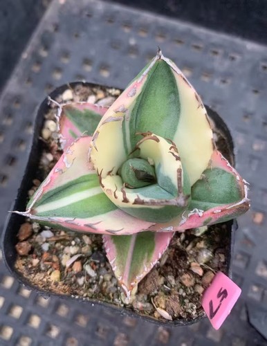 Raresucculent plant agave - raresucculent,