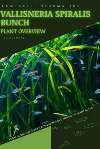 Vallisneria spiralis bunch - vallisneria,