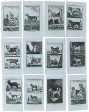 CANI: 12 Tavole originali acquerellate tratte dalla STORIA NATURALE. Buffon Geor