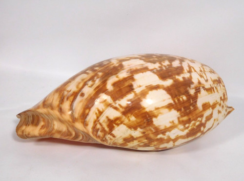Large melo amphora diadem - amphora, (diadem