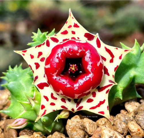 Huernia plowesii stapelia - plowesii,, no