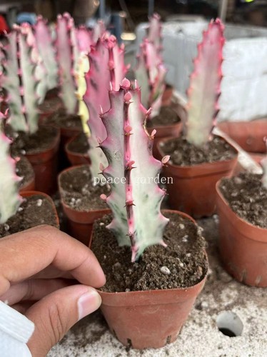 2pcs trigona rosso ibrido - trigona,