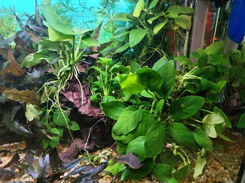 Anubias nana pianta facile - anubias,